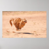 Poster Zoom Kitty (Devant)