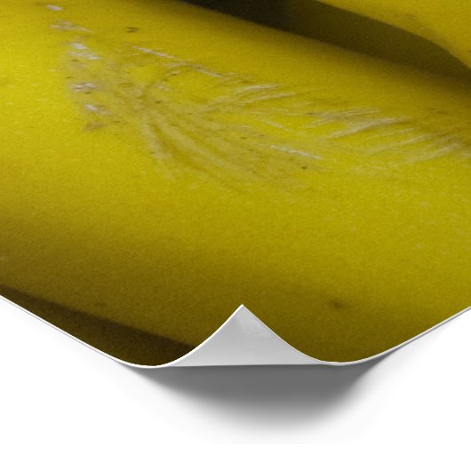 Poster Zucchini (Coin)