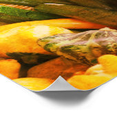 Poster Zucchini Summer Squash Gourds Légumes Vintage (Coin)