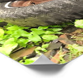 Poster - Zwarte Barn Cat (Hoek)