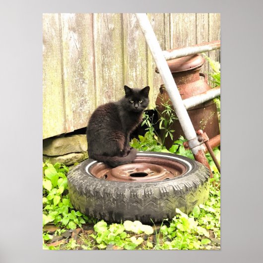 Poster - Zwarte Barn Cat (Voorkant)