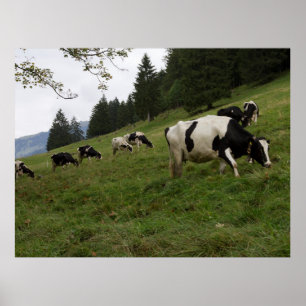 Poster Zwitserse Koe