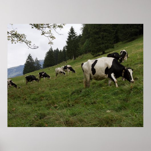 Poster Zwitserse Koe (Voorkant)