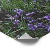 Posterbank in lavendel poster (Hoek)