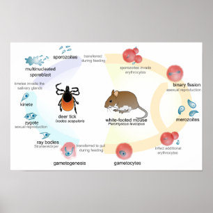 Posterdiagram levenscyclus Babesia microti Poster