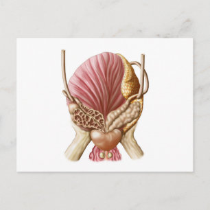 Posterior Uitzicht van urinaire blaas Briefkaart