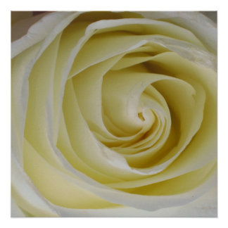 Posterprint Gele Roos Perfect Poster