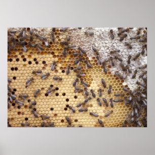 Posters d'Abeilles Nid d'abeilles