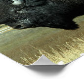 Posters de bison (Coin)