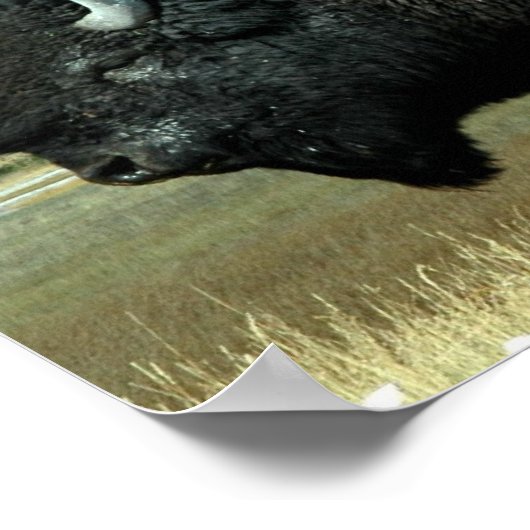 Posters de bison (Coin)