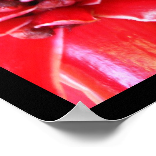 Posters de la Torche rouge Ginger Heliconia (Coin)