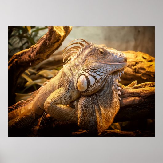 Posters Dragon Iguana (Devant)