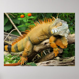 Posters du Lézard Dragon