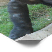 Posters Gorilla pensés (Coin)