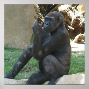 Posters Gorilla pensés
