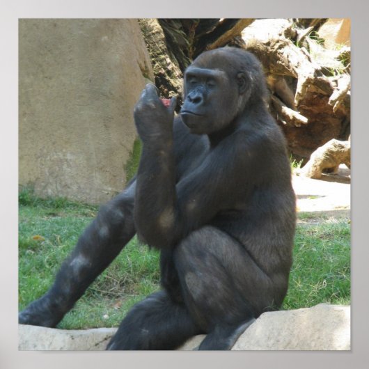 Posters Gorilla pensés (Devant)