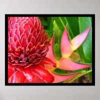 Posters met rode torch Ginger Heliconia Flowers