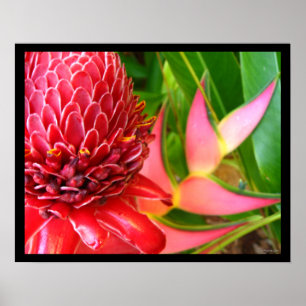 Posters met rode torch Ginger Heliconia Flowers