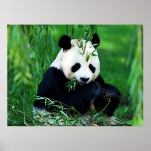 Posters Panda - Poster Feuille Panda