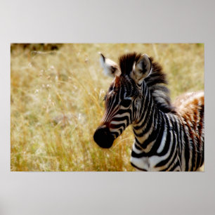 Posters, prints, afbeeldingen van wilde zebra poster