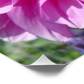 Posters rose violet Dhalia (Coin)