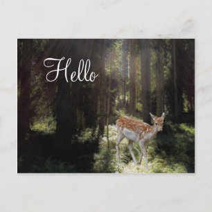 Postkaart Baby Ree in Morgen Zonnestraal Bos