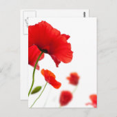 Postkaart - bloemen van pertussis (Voorkant / Achterkant)