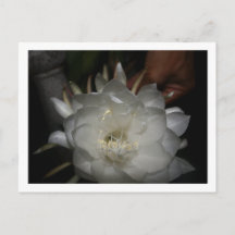 Postkaart, grootte: standaard briefkaart, Pa