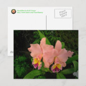 Postkaart: Roze orchideeën Briefkaart (Voorkant / Achterkant)