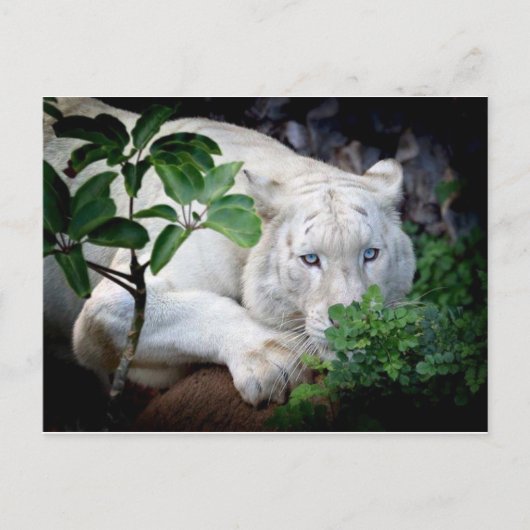 Postkaart - tijger (Voorkant)