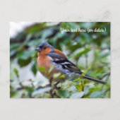 Postkaart van vink (Voorkant)