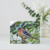 Postkaart van vink (Staand voorkant)