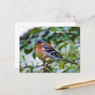 Postkaart van vink