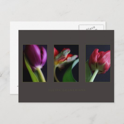 Postkaarten (Voorkant / Achterkant)