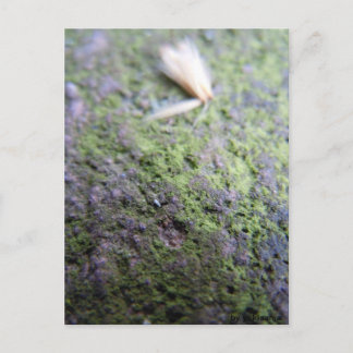 Postkarte - Moß&Pollen Briefkaart