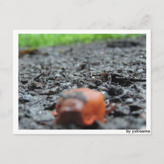 Postkarte - Nacktschnecke Briefkaart