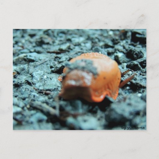 Postkarte - Nacktschnecke II Briefkaart (Voorkant)