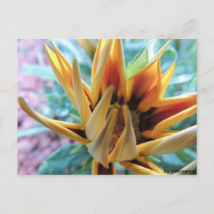 Postkarte - Oranje Blume Briefkaart