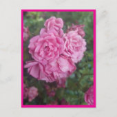 Postkarte rosa Rose Briefkaart (Voorkant)