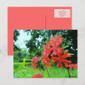 Postkarte - Rote Blume Briefkaart (Voorkant / Achterkant)