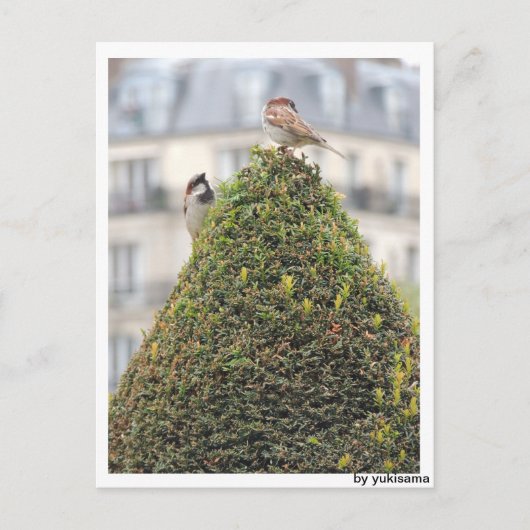 Postkarte - Vögel Briefkaart (Voorkant)