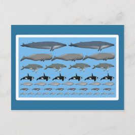 Postkarte "Wale" Briefkaart