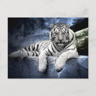 Postkarte: Weißer Tiger/witte tijger Briefkaart