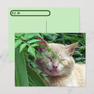 Postkruising Beast de Schattige zwerfkat Briefkaart