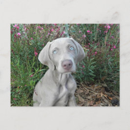 Postkruising Brooklyn's Garden Party - Weimaraner Briefkaart