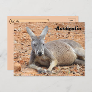 Postkruising Confident Kangaroo Briefkaart