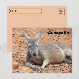 Postkruising Confident Kangaroo Briefkaart