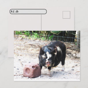 Postkruising Cute Little Piggy Boerderij Life Brie Briefkaart