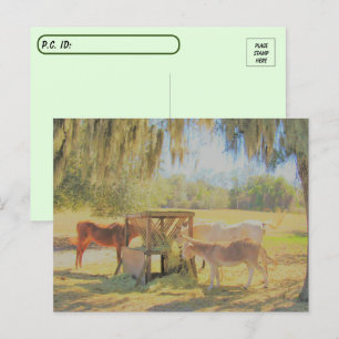 Postkruising =Diervoedingsstation 2 Paarden en Don Briefkaart