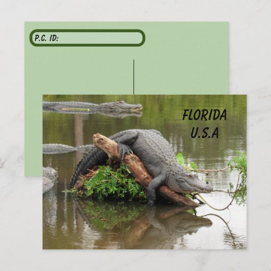 Postkruising Florida Alligator w ID Box Briefkaart (Voorkant / Achterkant)